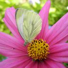 Falter auf Cosmea