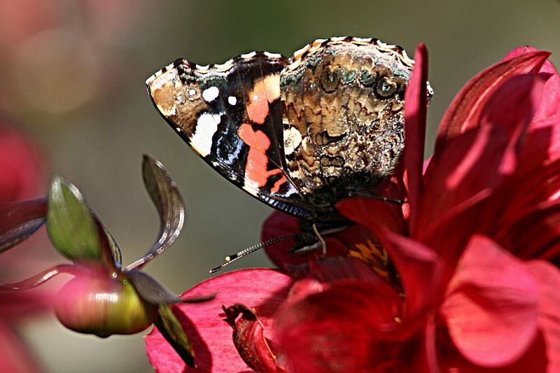 Falter auf Dahlie