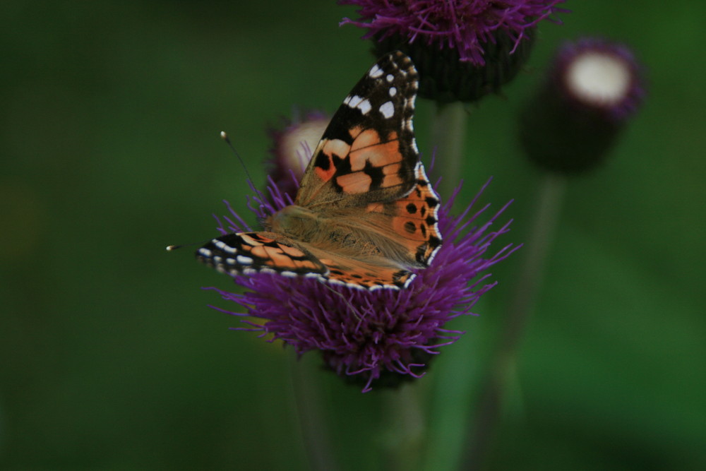 Falter auf Distel 2