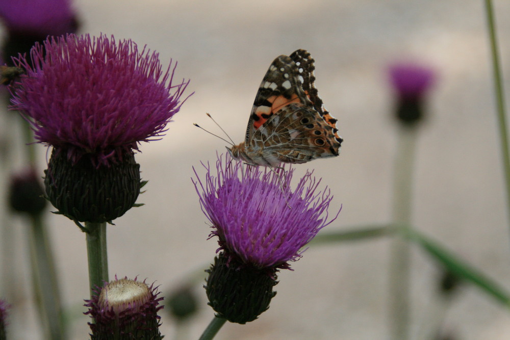 Falter auf Distel