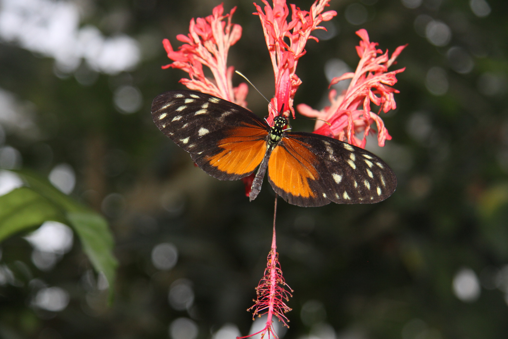 Falter auf einer Blüte im Schmetterlingshaus Insel Mainau