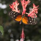 Falter auf einer Blüte im Schmetterlingshaus Insel Mainau