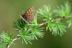 Falter auf frischem Lärchengrün