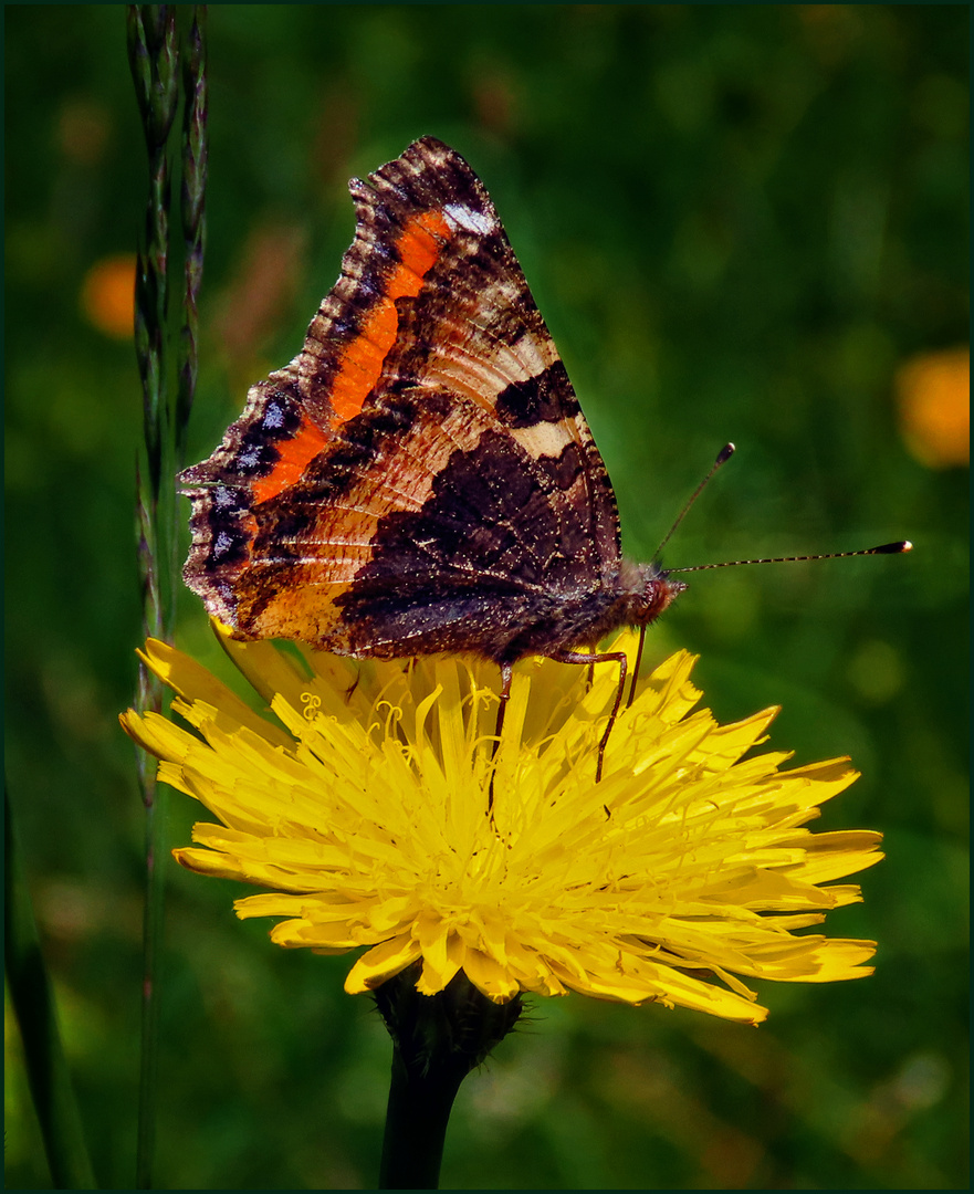 Falter auf gelber Blüte