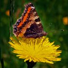 Falter auf gelber Blüte