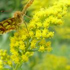 Falter auf gelber Blüte