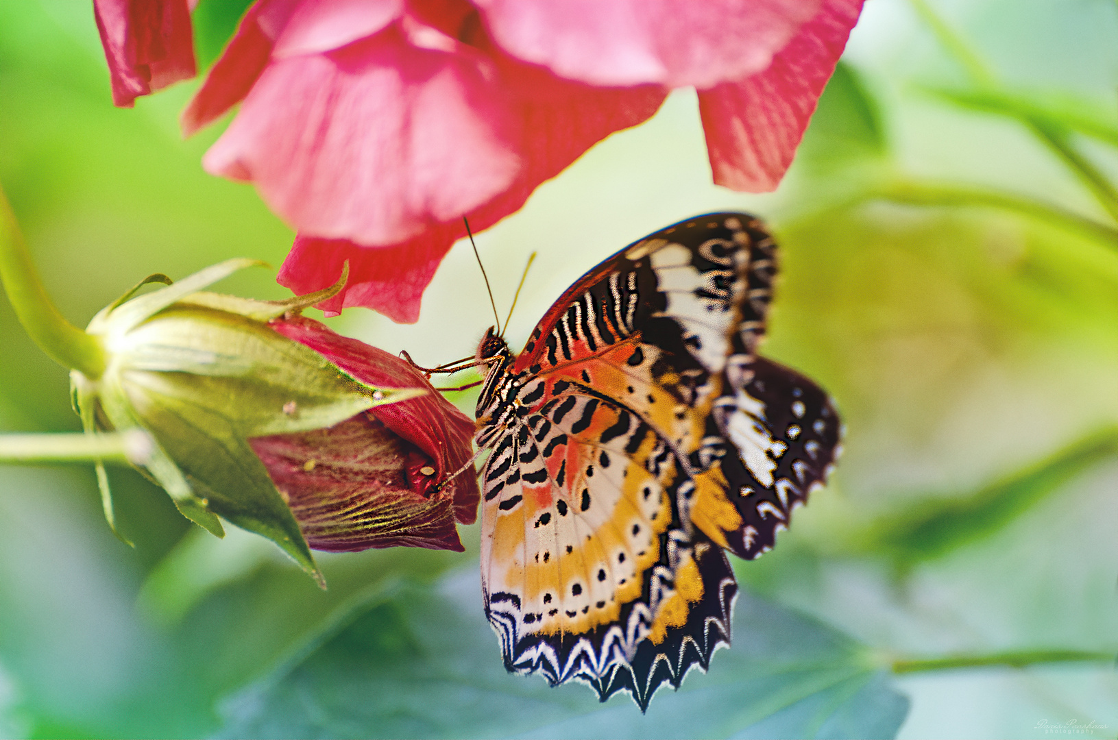 Falter auf Hibiskus