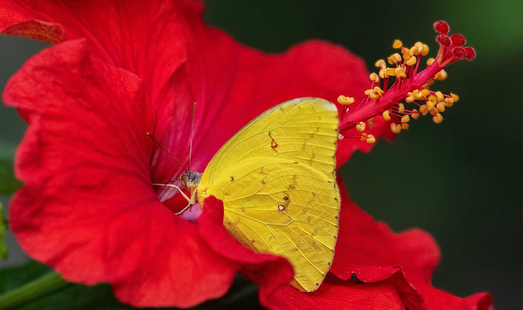 Falter auf Hibiskusblüte 010