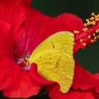 Falter auf Hibiskusblüte 010