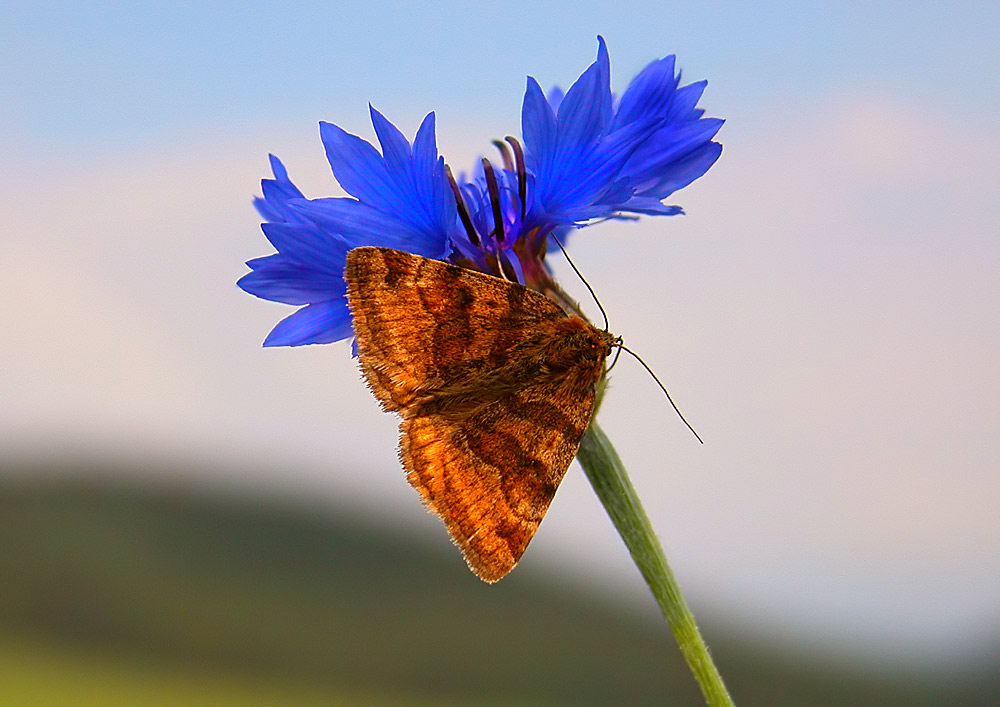 Falter auf Kornblume