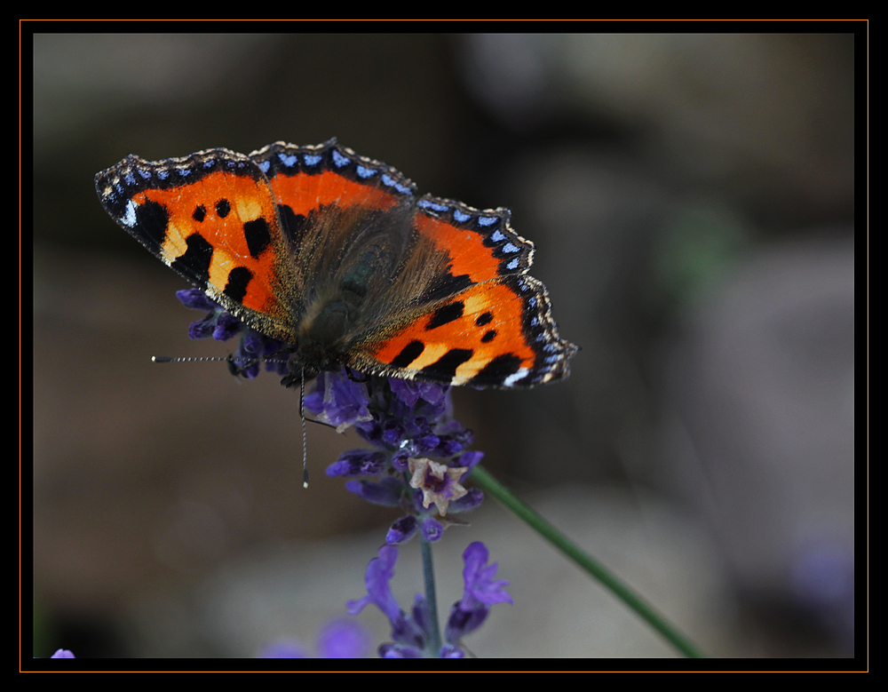 Falter auf Lavendel