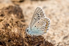 Falter auf Pferdeapfel bekommt Besuch von Ameise - Totale