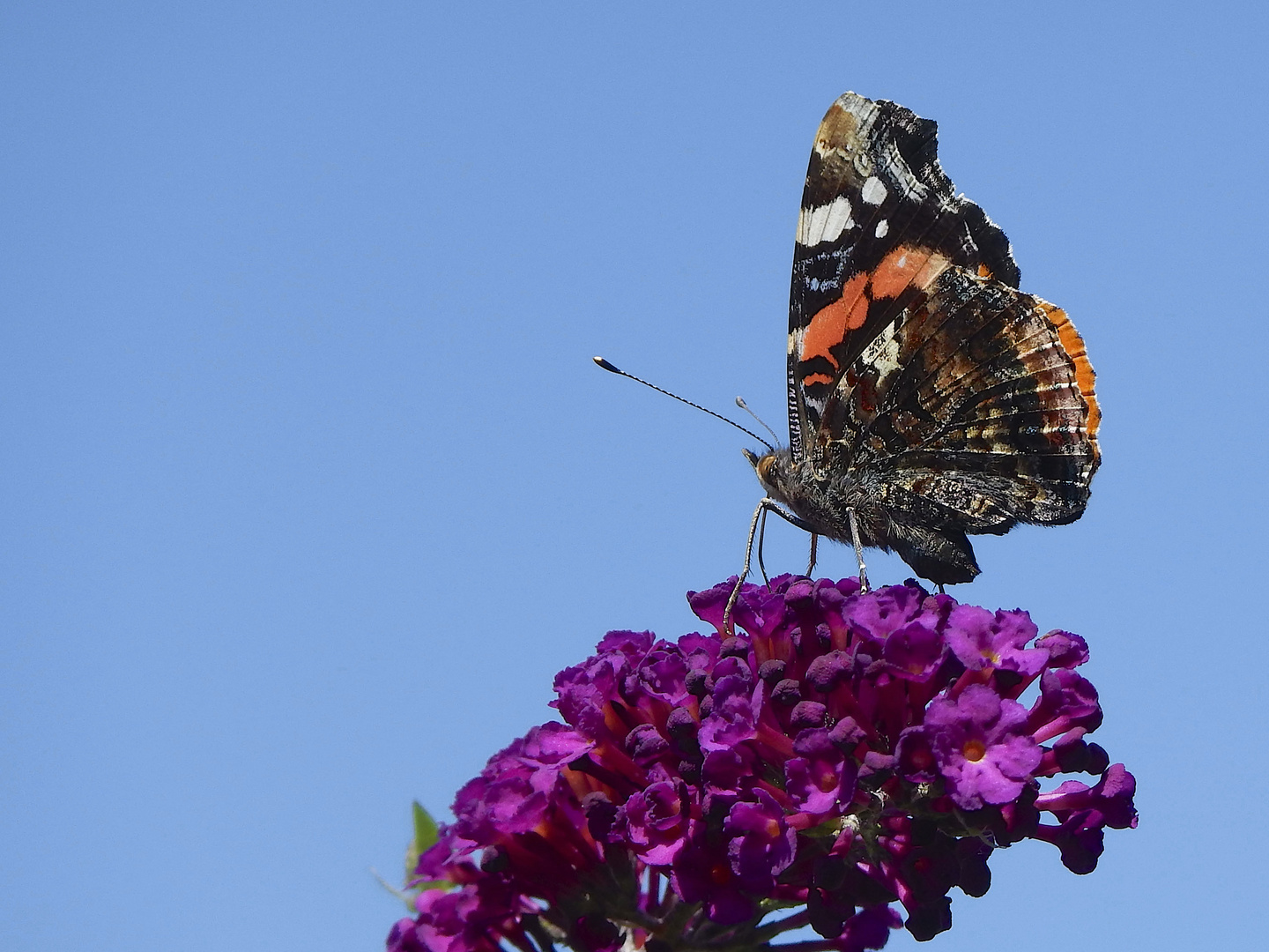 ...?... Falter auf Sommerflieder an Himmelblau