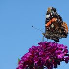 ...?... Falter auf Sommerflieder an Himmelblau