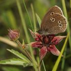 Falter auf Sumpfblutauge