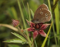 Falter auf Sumpfblutauge