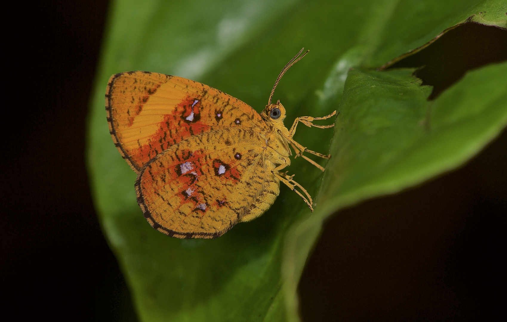 Falter aus dem Tropischen Regenwald von Borneo