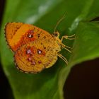 Falter aus dem Tropischen Regenwald von Borneo