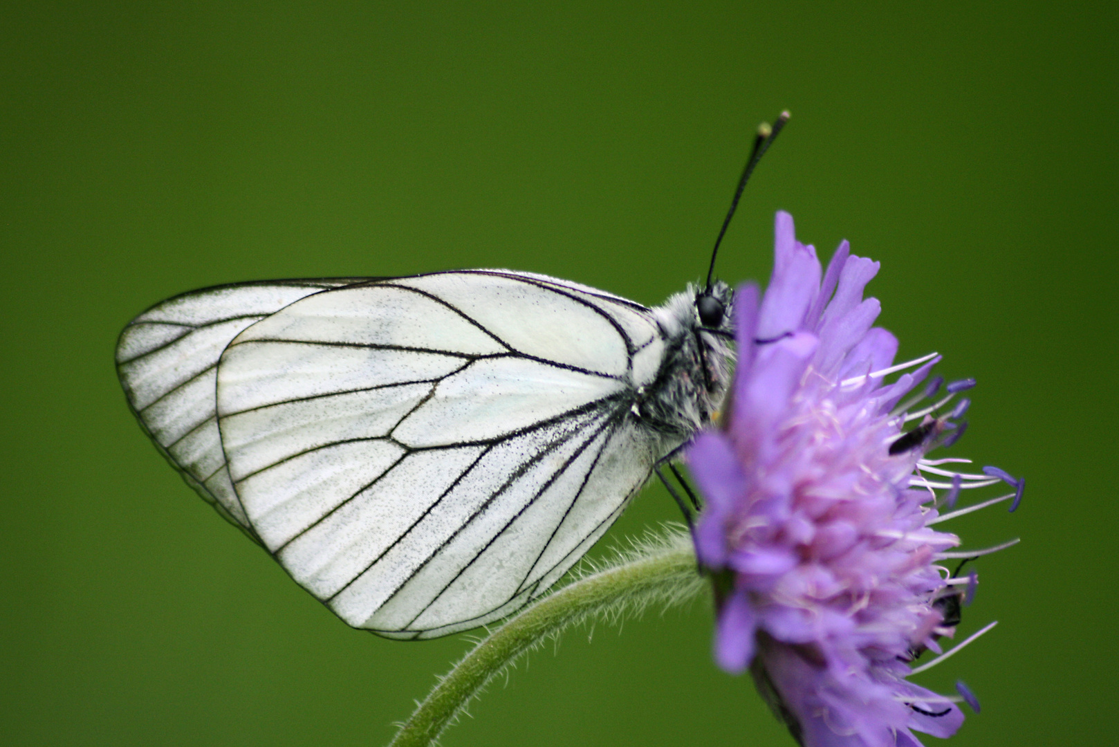 Falter (Baumweißling ?),Rotes Moor, Rhön