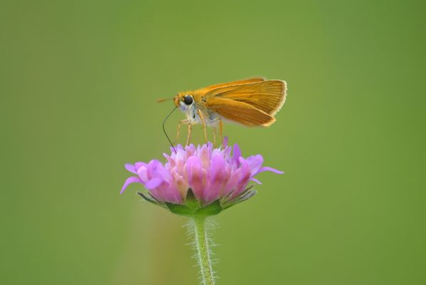 Falter bei der Malzeit
