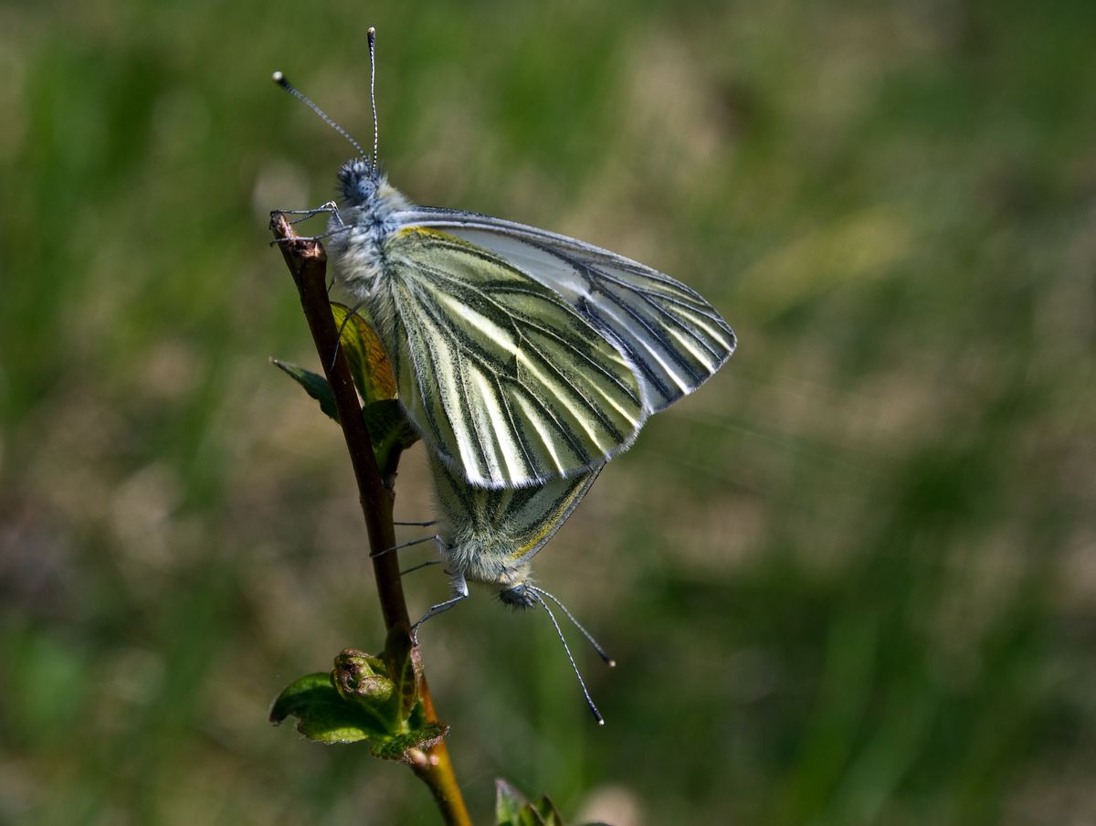 Falter beim Liebesspiel