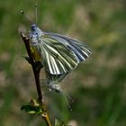 Falter beim Liebesspiel