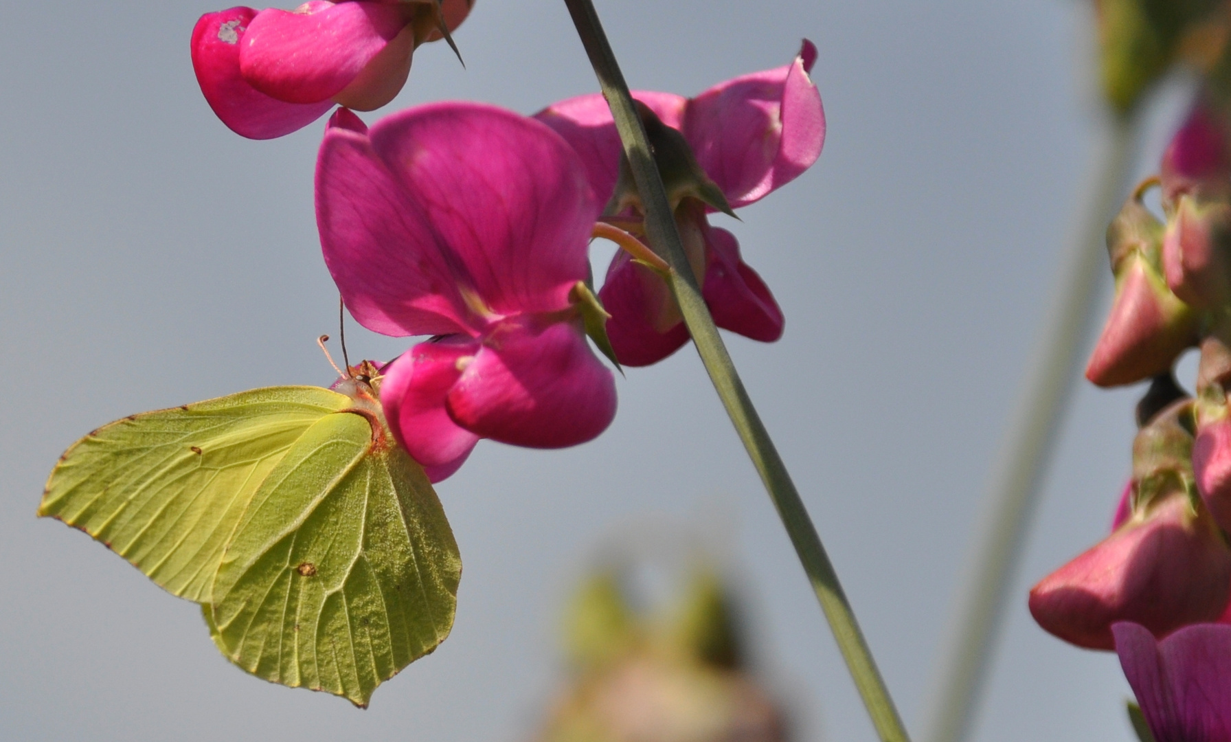 Falter+ Blüte