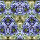 Falter - Blüten - Mosaik