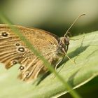 Falter - Brauner Waldvogel