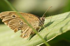 Falter - Brauner Waldvogel