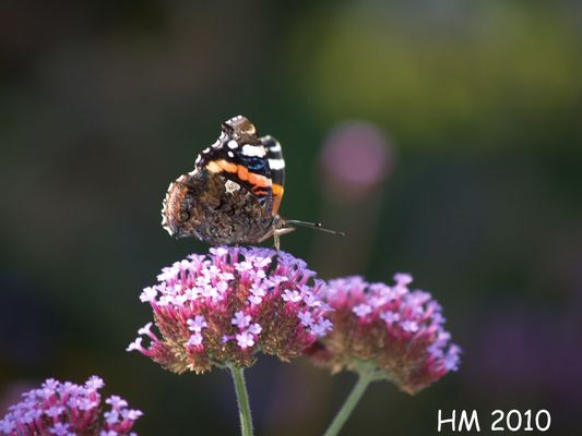 Falter der Landesgartenschau in Hemer