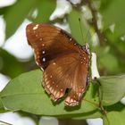 Falter - entdeckt im Nationalpark Taman Negara in Malaysia