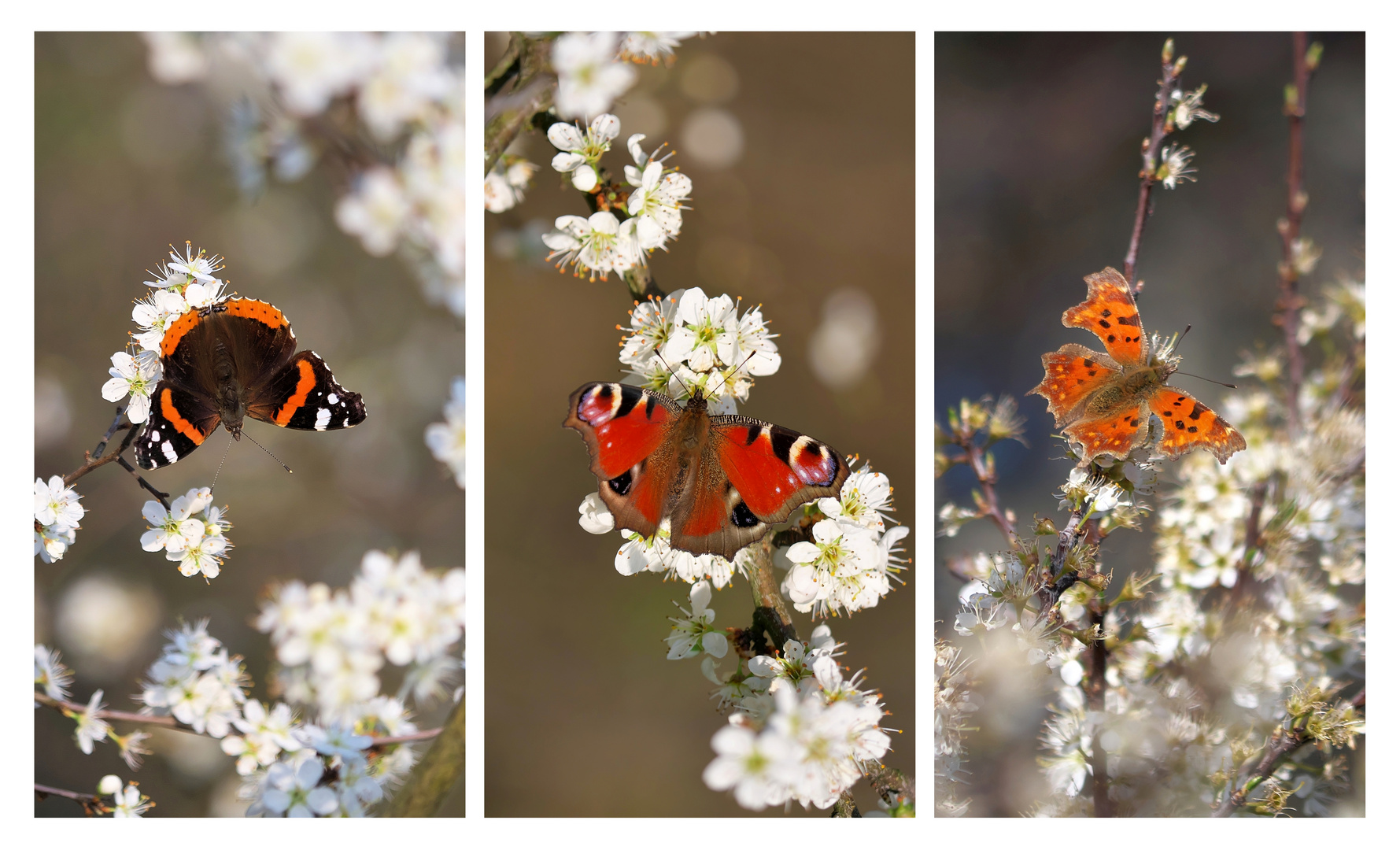 Falter im Frühling