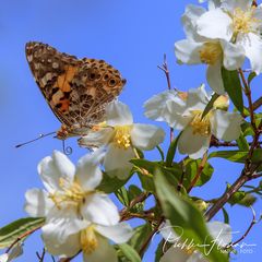 Falter im Garten