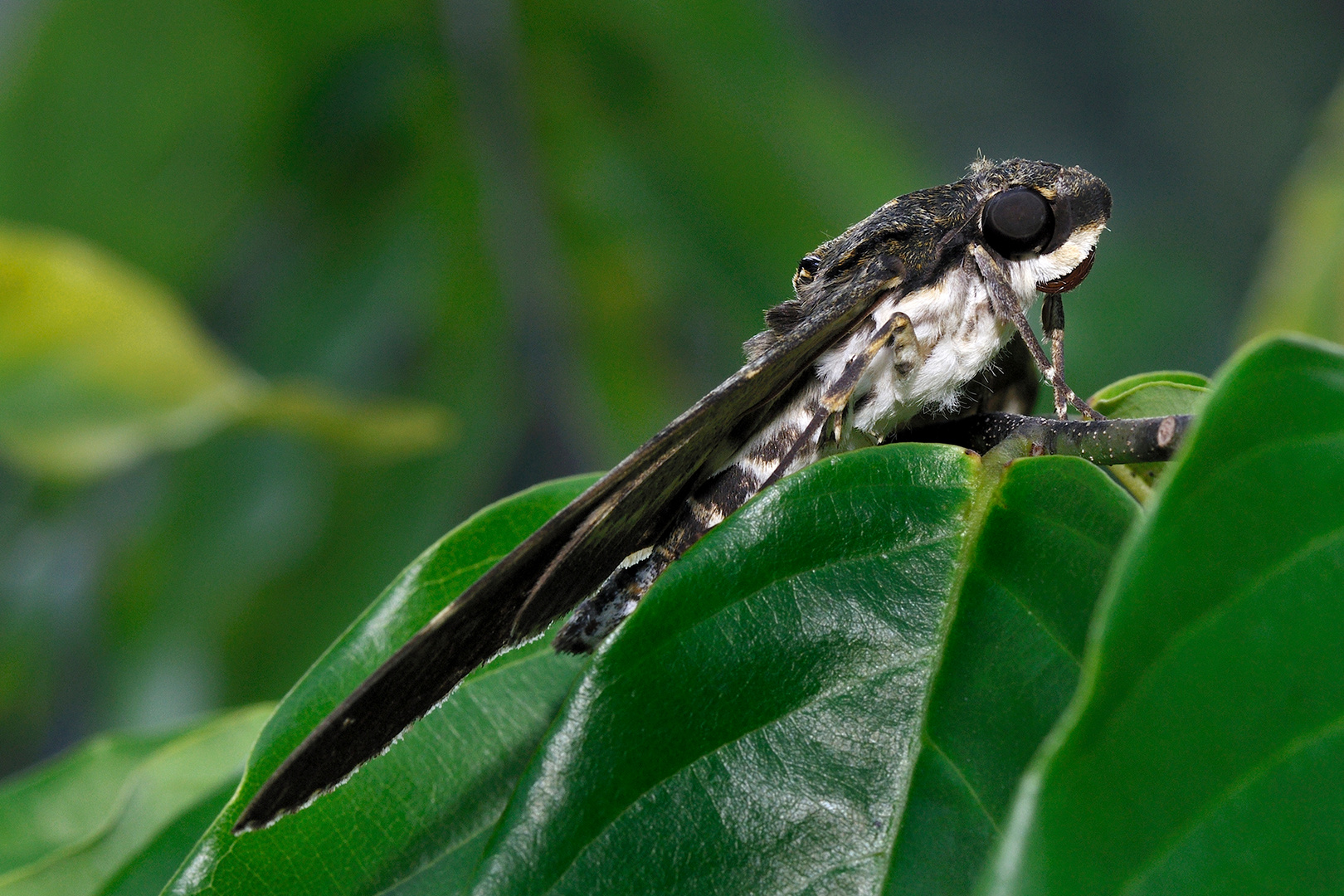 Falter im Garten Foto & Bild tiere, wildlife, schmetterlinge Bilder