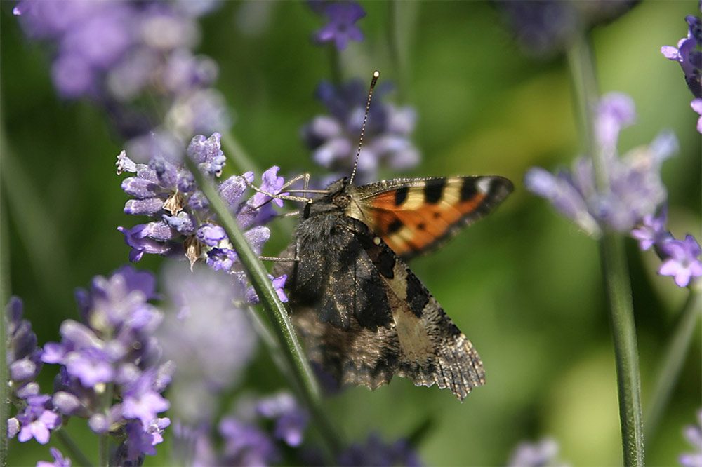 Falter im Garten