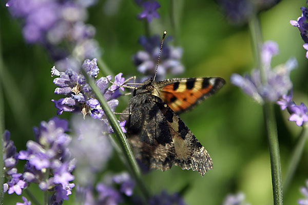 Falter im Garten