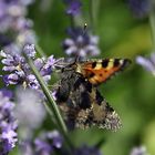 Falter im Garten