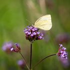 Falter im Kräutergarten