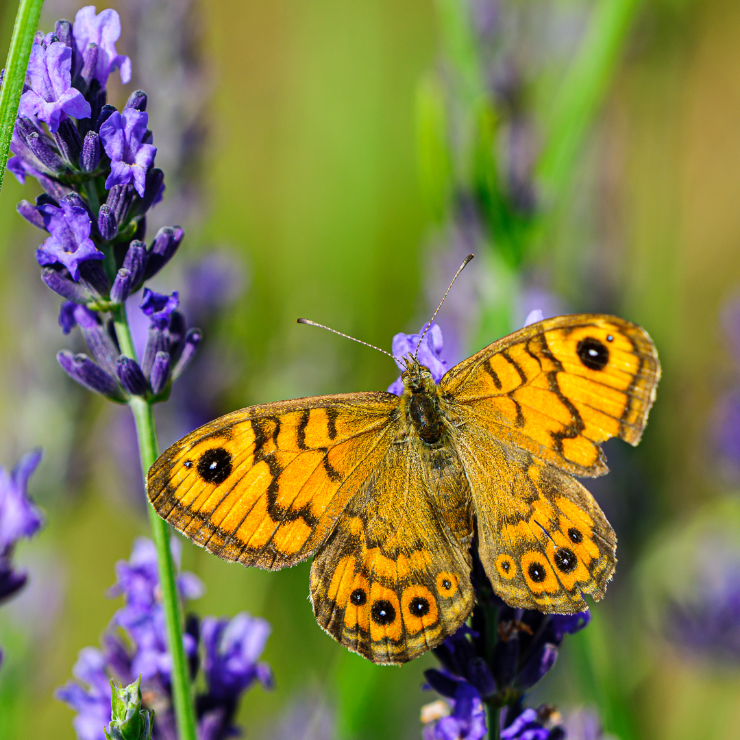 Falter im Lavendel (1)