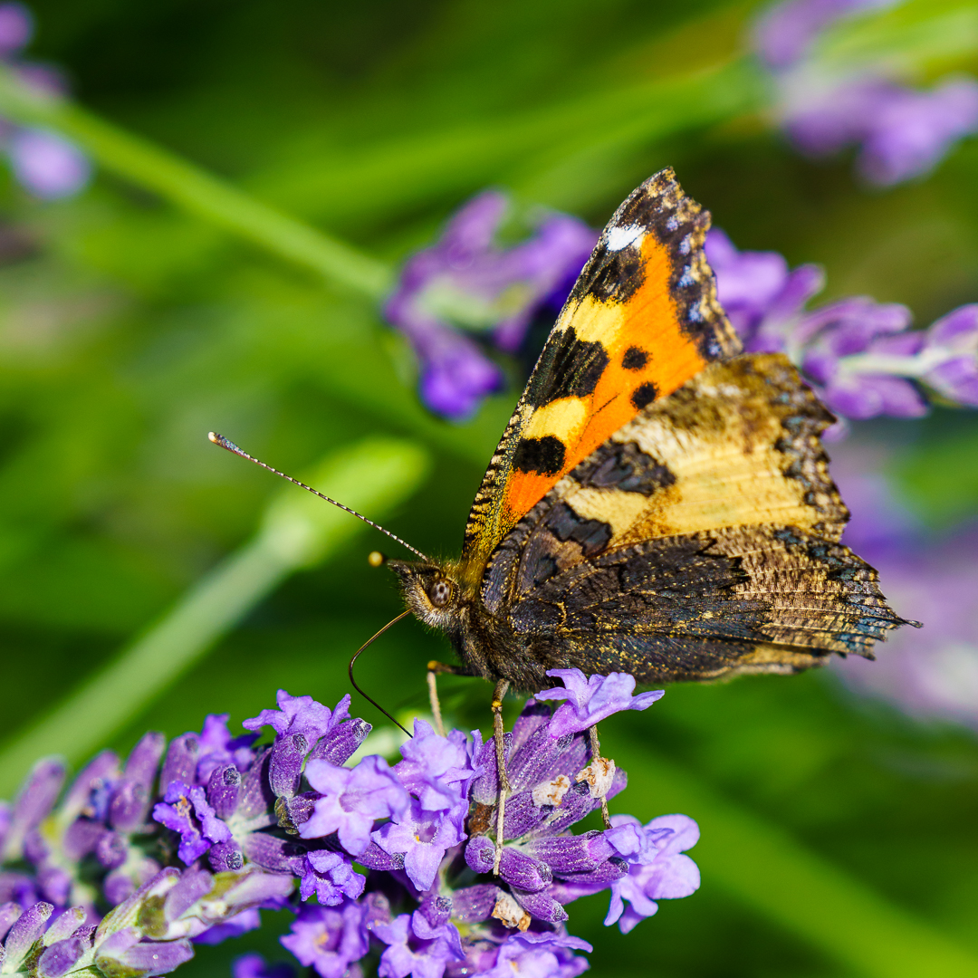 Falter im Lavendel (2)