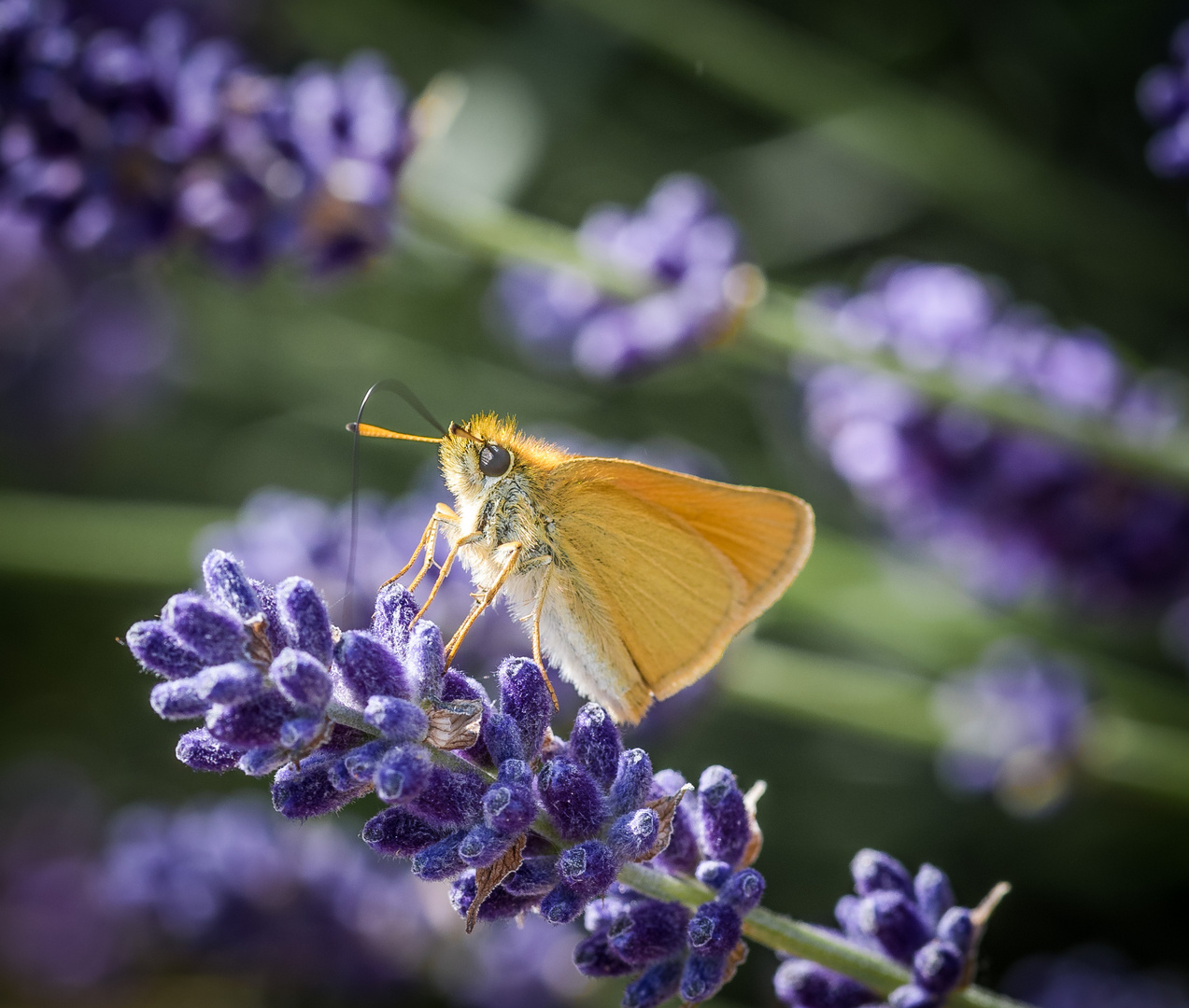 Falter im Lavendel