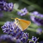 Falter im Lavendel