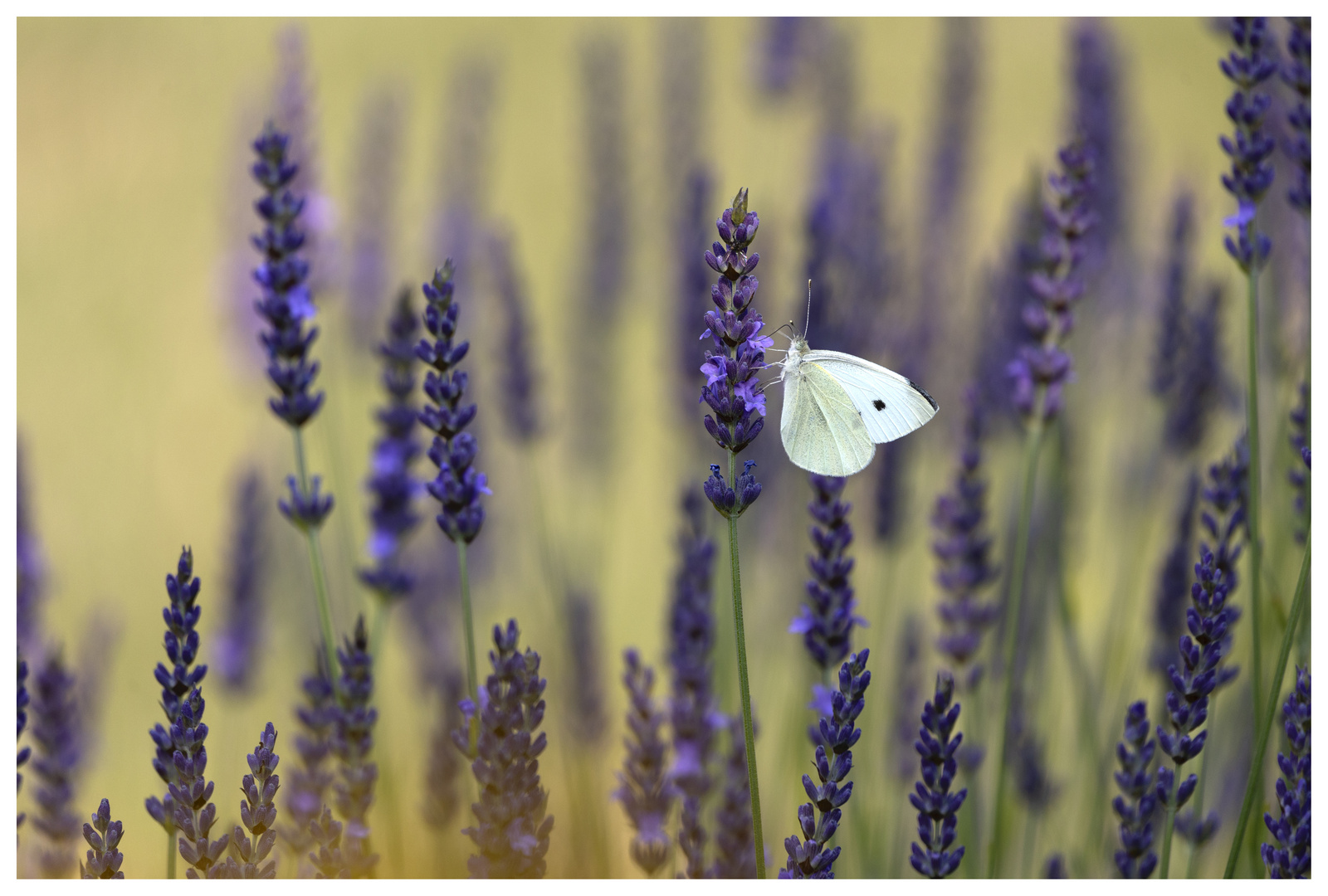 Falter im Lavendel