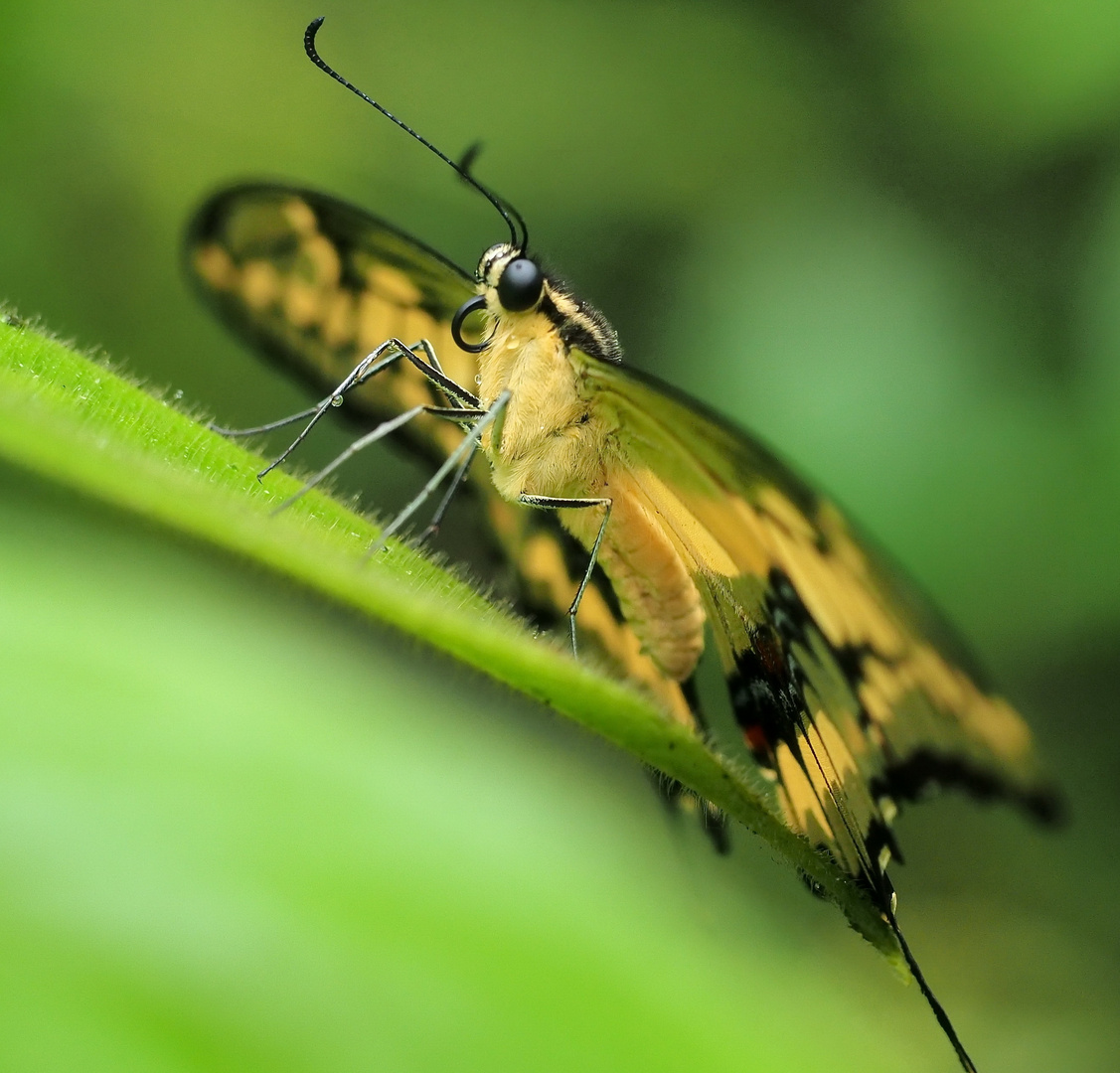 Falter im Regenwald von Totuguerro (Costa Rica)