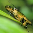 Falter im Regenwald von Totuguerro (Costa Rica)