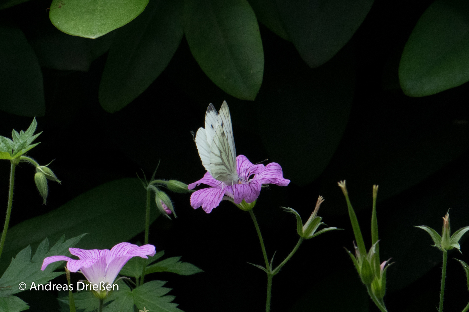 Falter im Schatten