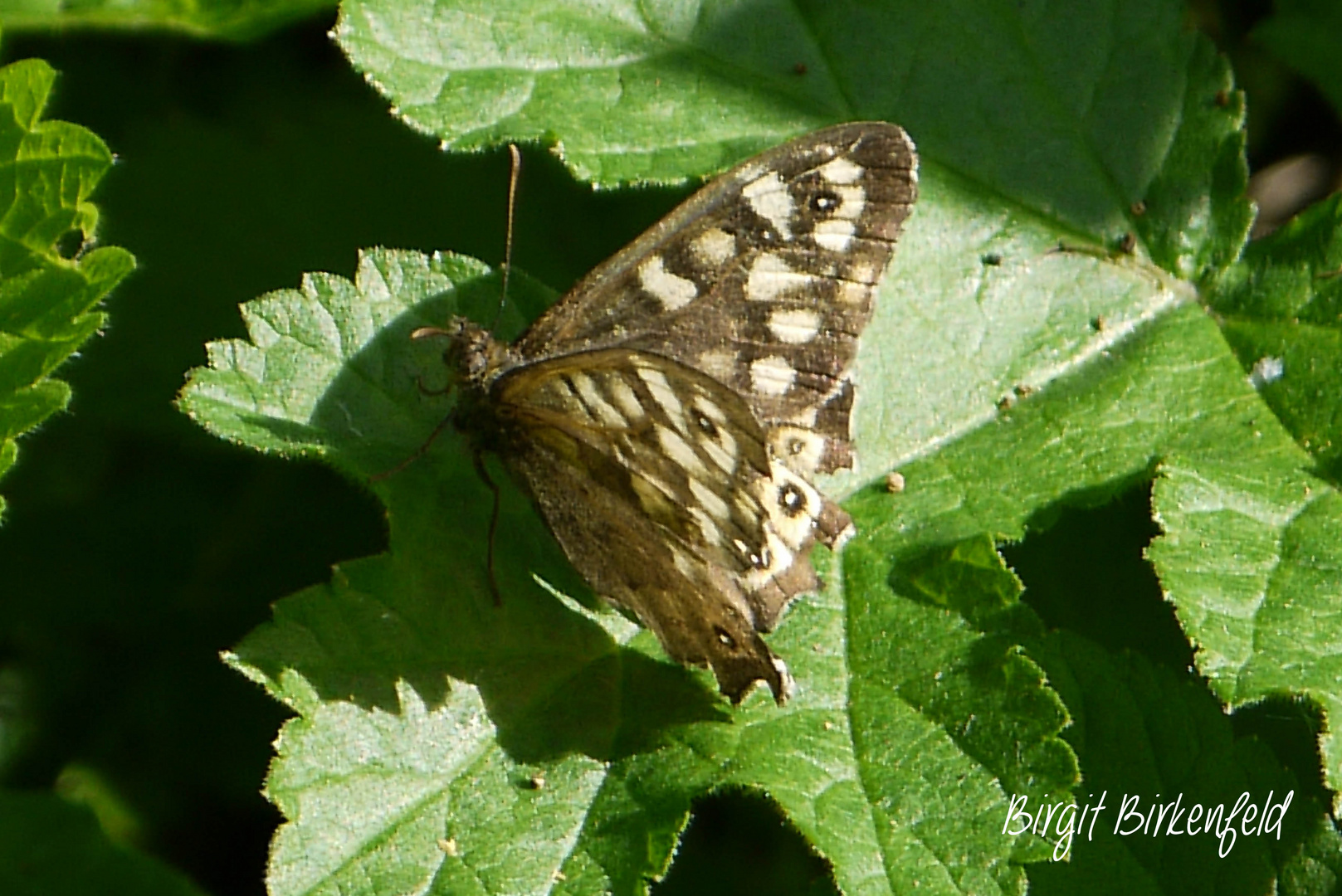 Falter im Wald