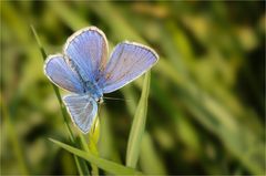 Falter in Blau