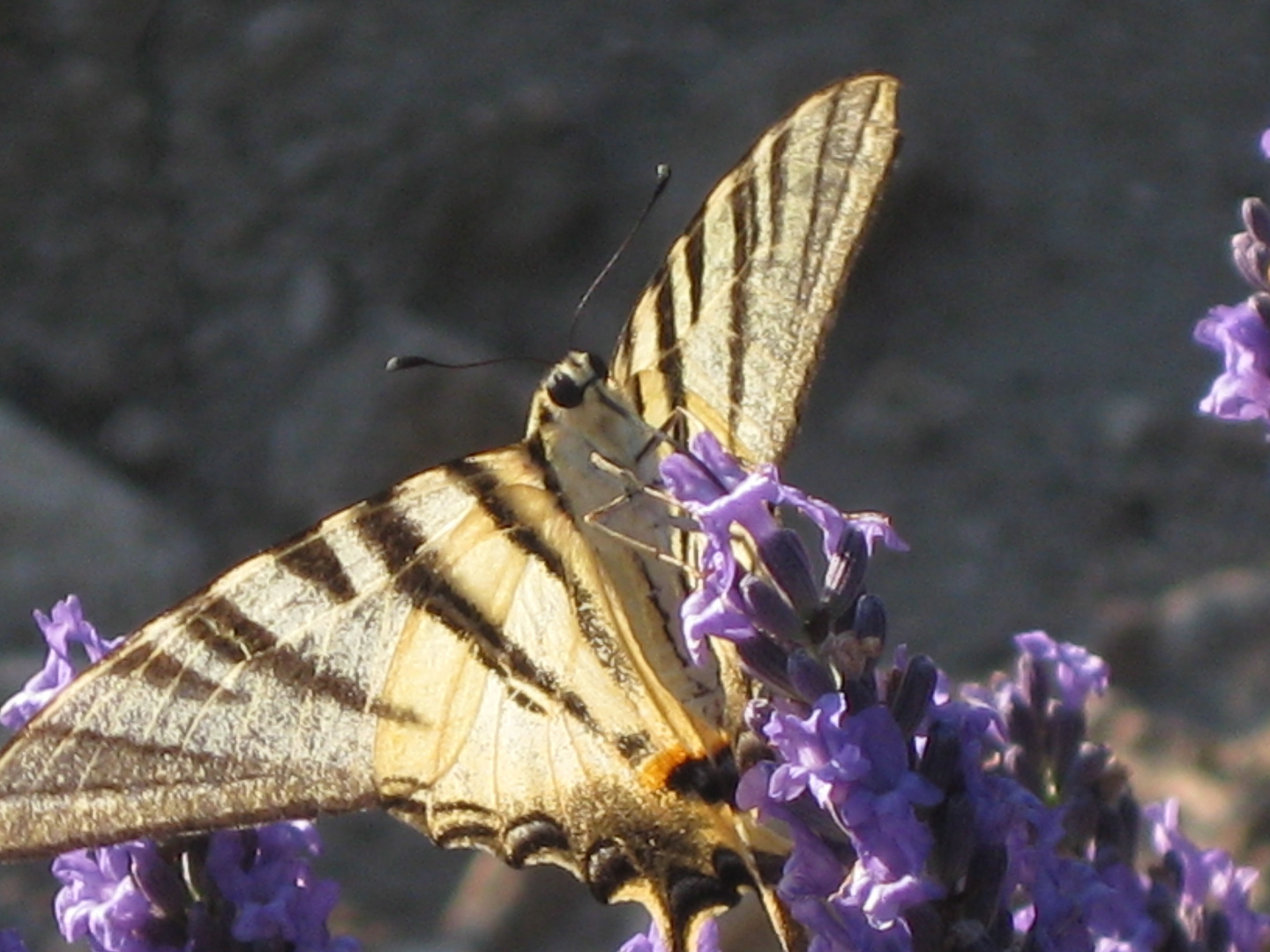 Falter in der Provence